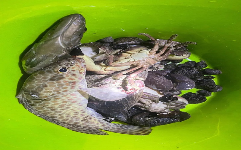 趣味赶海