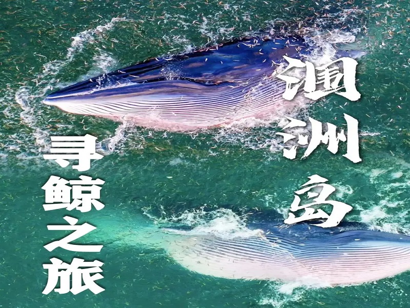 涠洲岛全景•寻鲸鱼2天1晚纯玩游【鲸喜在现】