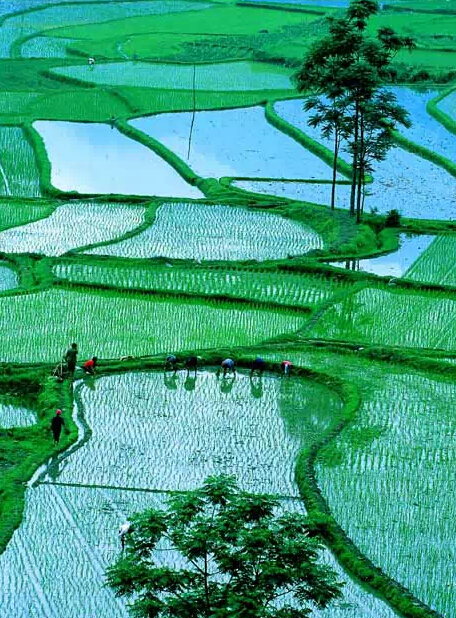 一片片绿油油的稻田,这才是农村春天的主题色
