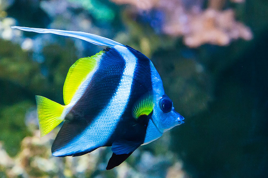 海洋之窗