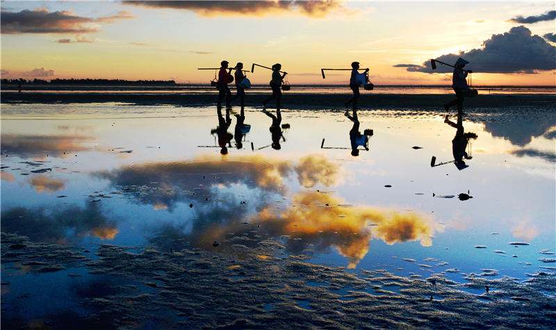 金海湾红树林赶海